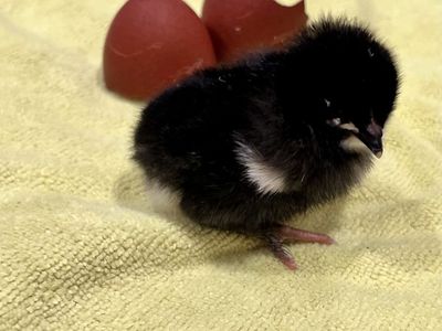 Maran Chicks
