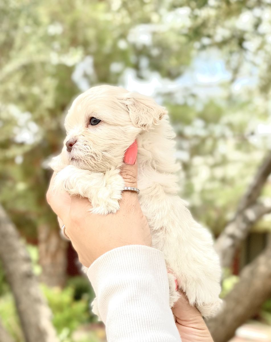 Designer poodle mix hybrid