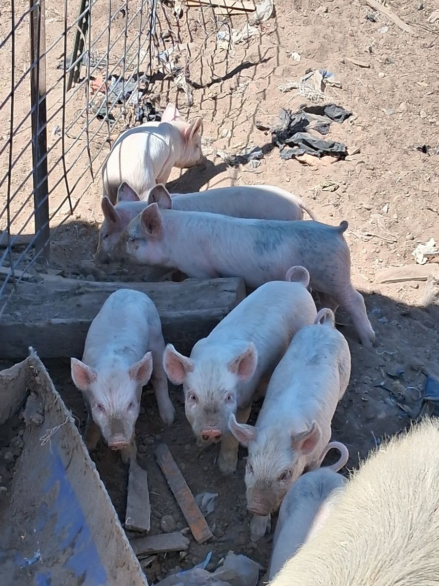 Baby pigs for sale