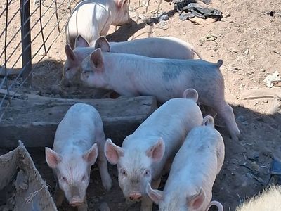 Baby pigs for sale
