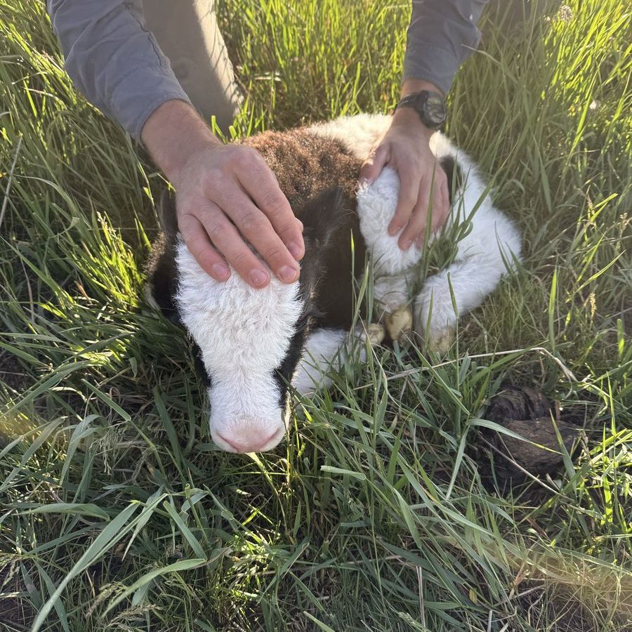 Royal bull calves