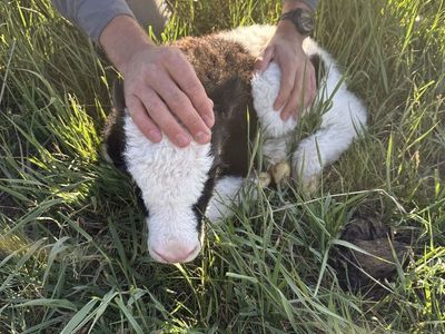 Royal bull calves