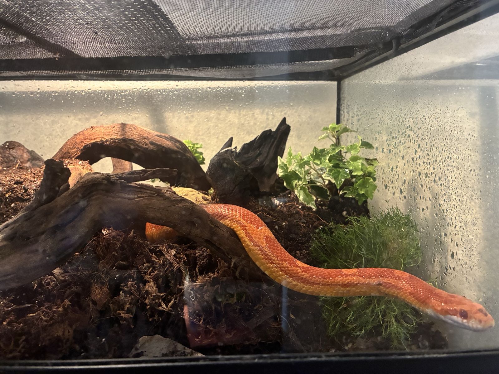 Stunning Orange Cornsnake in Bioactive Terrarium
