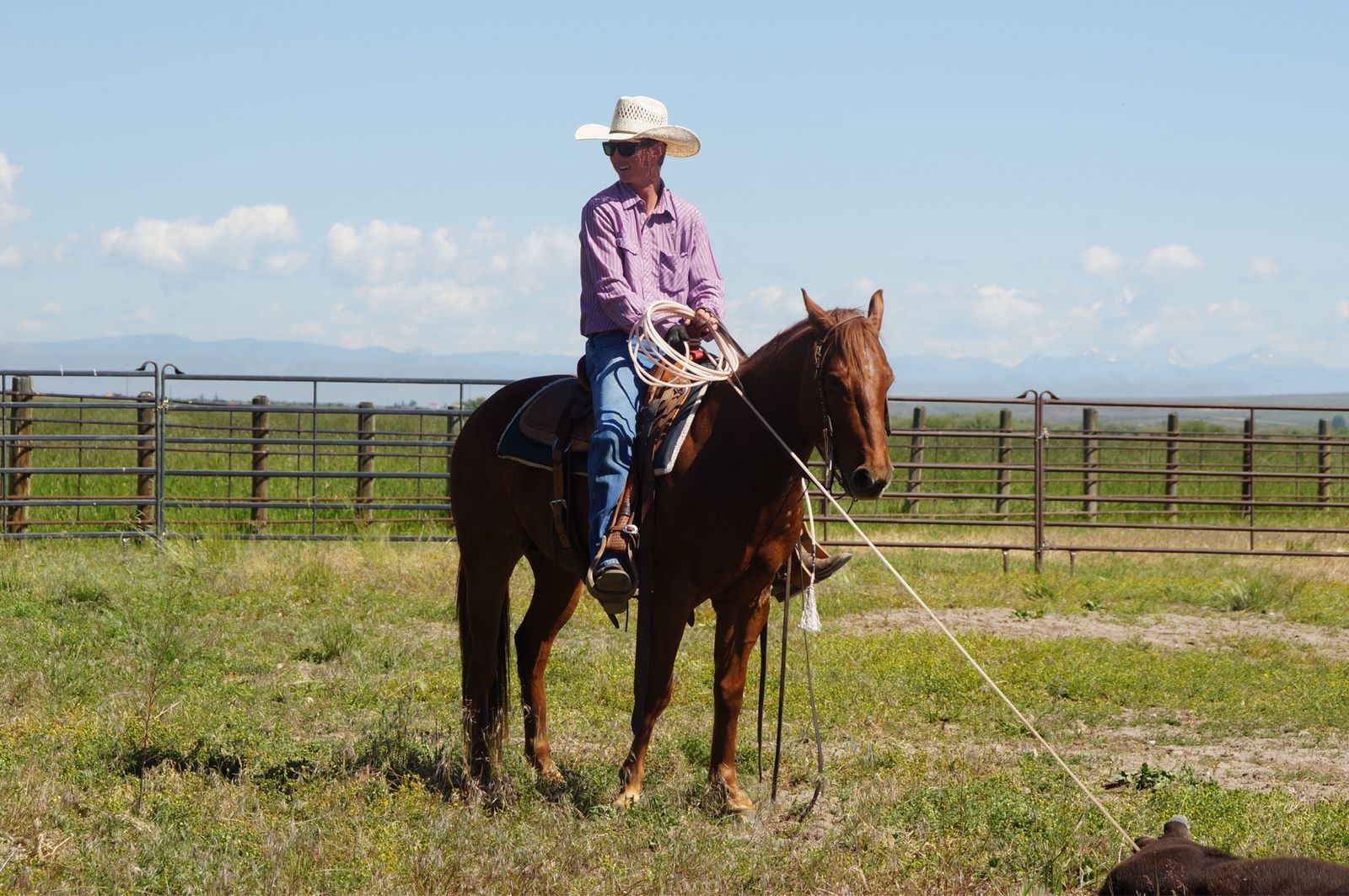 4 year old Red Roan Gelding “Rio”