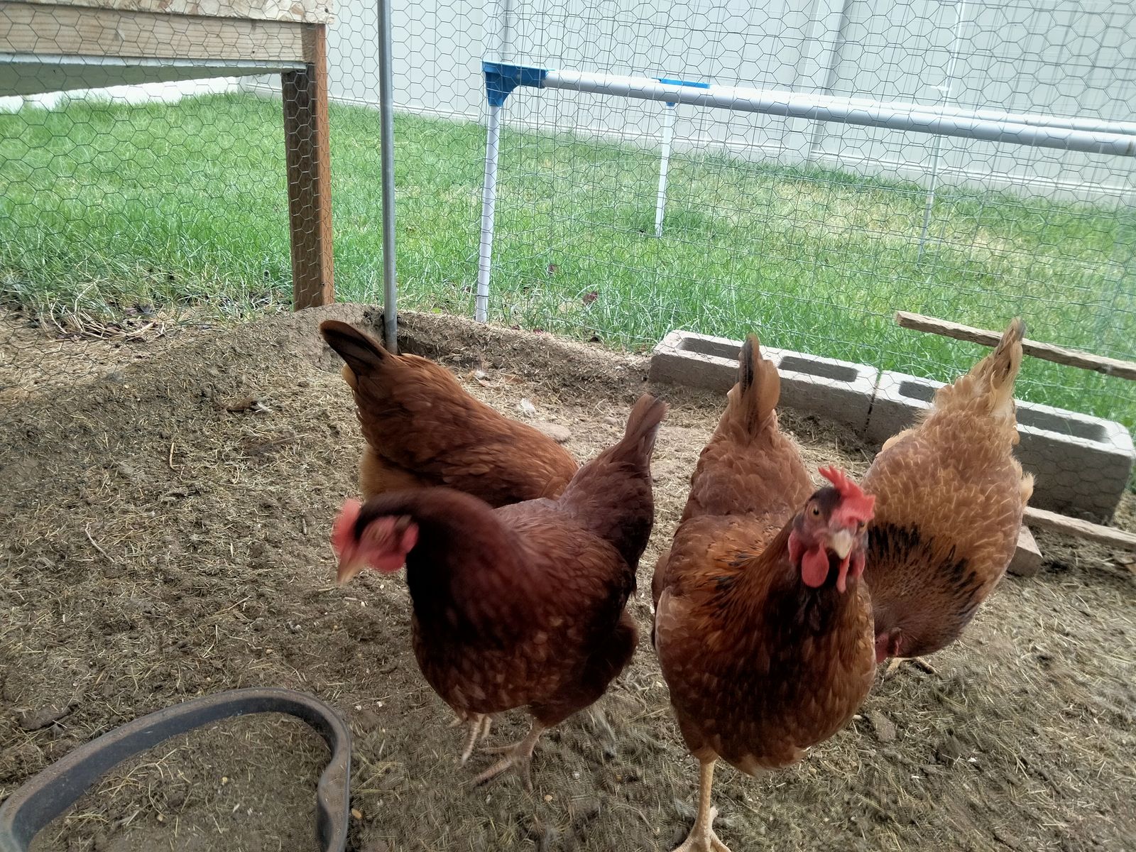 Chickens and two bags of food