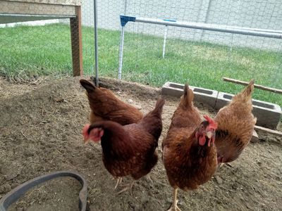 Chickens and two bags of food