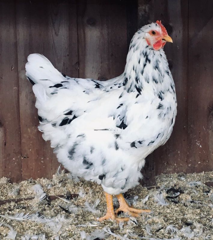 Erminette Chicks