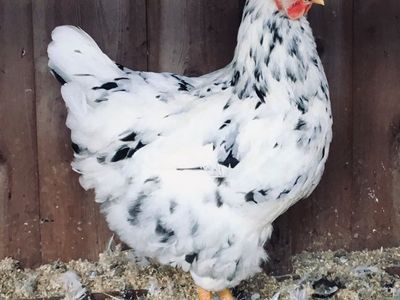 Erminette Chicks