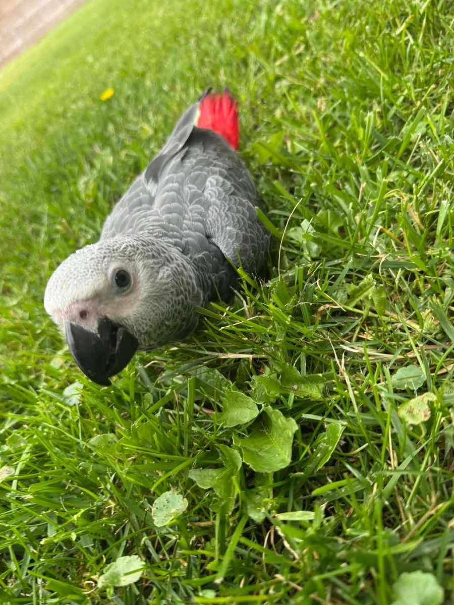 Baby African Grey