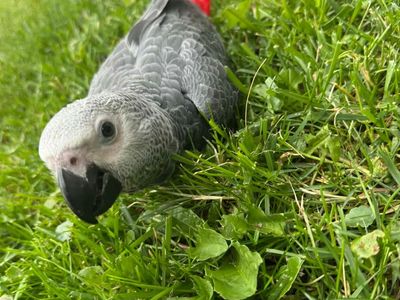 Baby African Grey