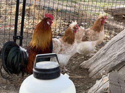 Sulmtaler Pullets & Rooster- Just Started Laying