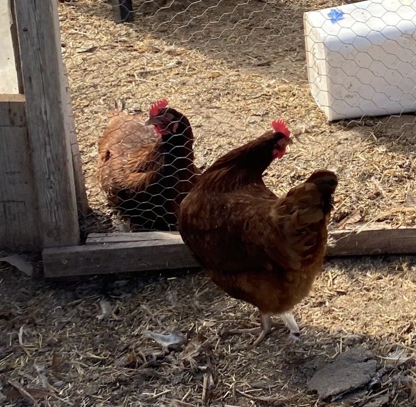Young Rhode Island Red laying hens