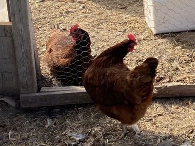 Young Rhode Island Red laying hens