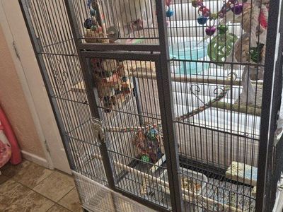 Cockatiel for sale with or without cage