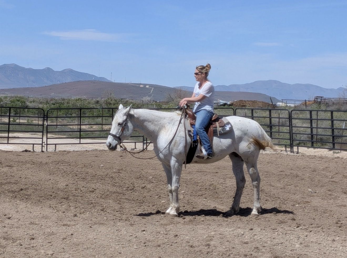 Well Bred 15 YO AQHA Mare 
