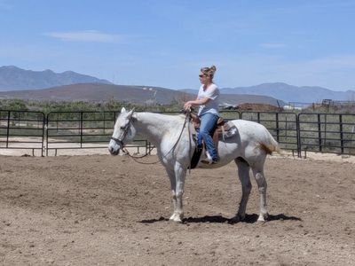 Well Bred 15 YO AQHA Mare