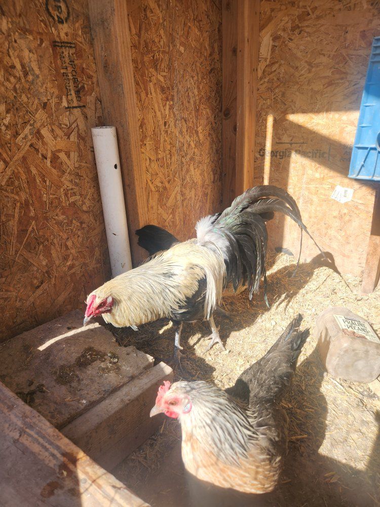 Pure Phoenix Rooster and 2 hens