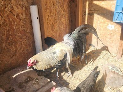Pure Phoenix Rooster and 2 hens