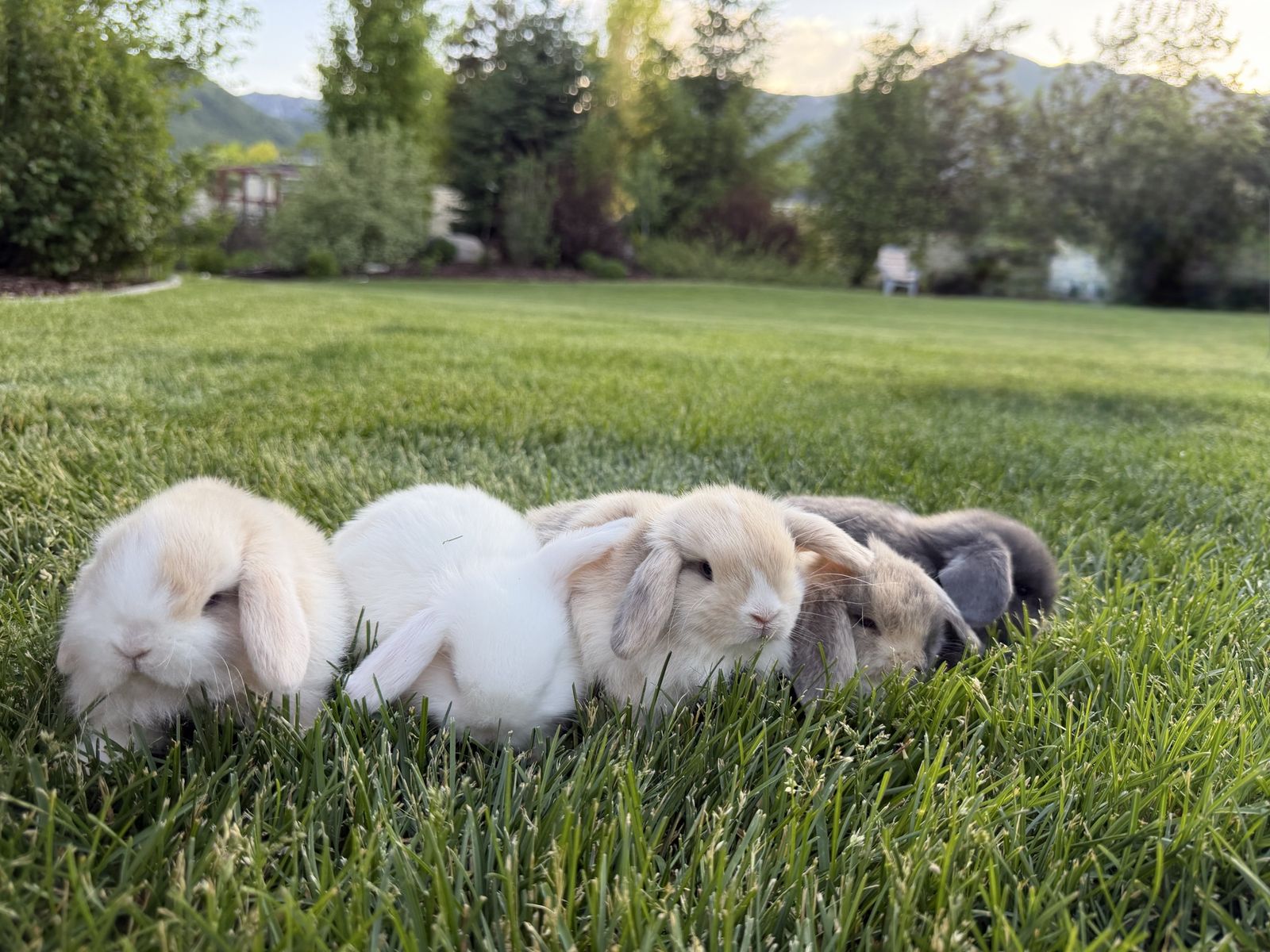 Adorable Pure Bred Blue Eyed Holland Lop 8 week old Bunnies - Multiple Colors Available