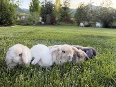 Adorable Pure Bred Blue Eyed Holland Lop 8 week old Bunnies - Multiple Colors Available