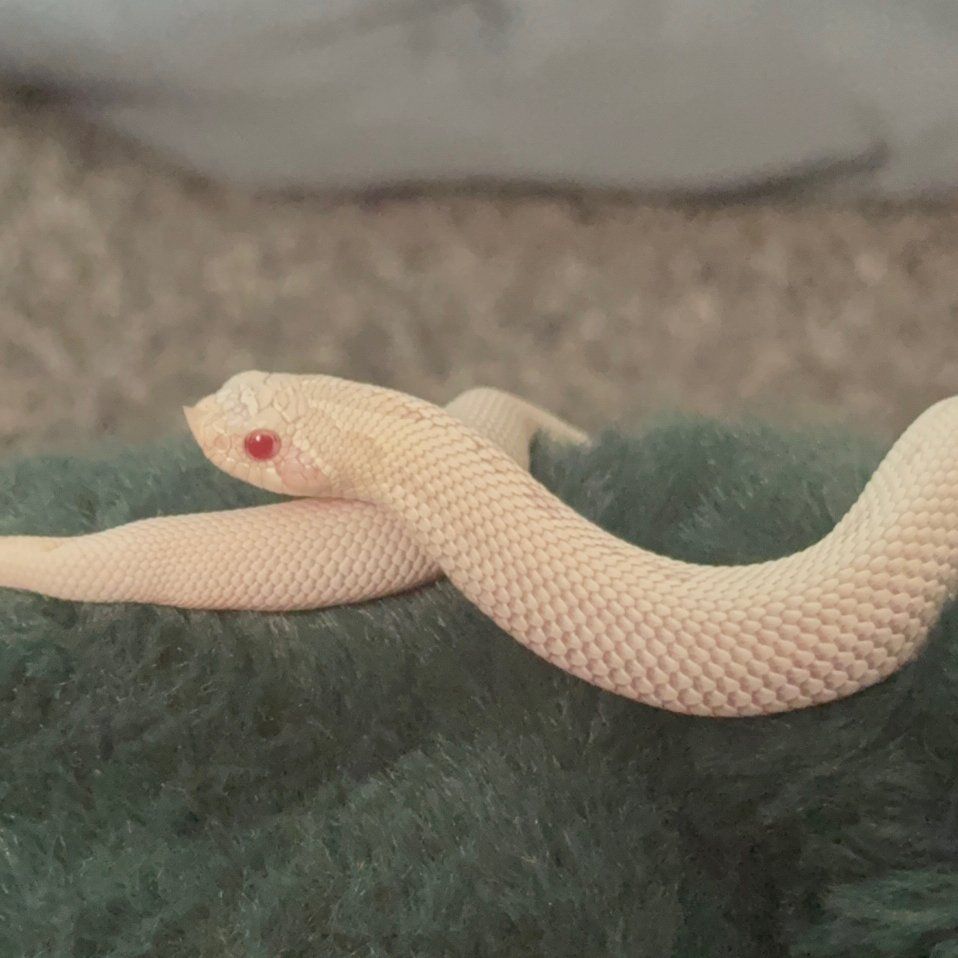 Western Hognose Snow Yeti Fm for sale!!