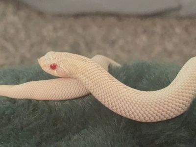 Western Hognose Snow Yeti Fm for sale!!