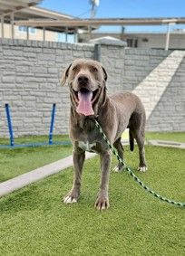 A138337 Torin, Available for Adoption