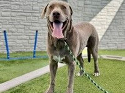 A138337 Torin, Available for Adoption