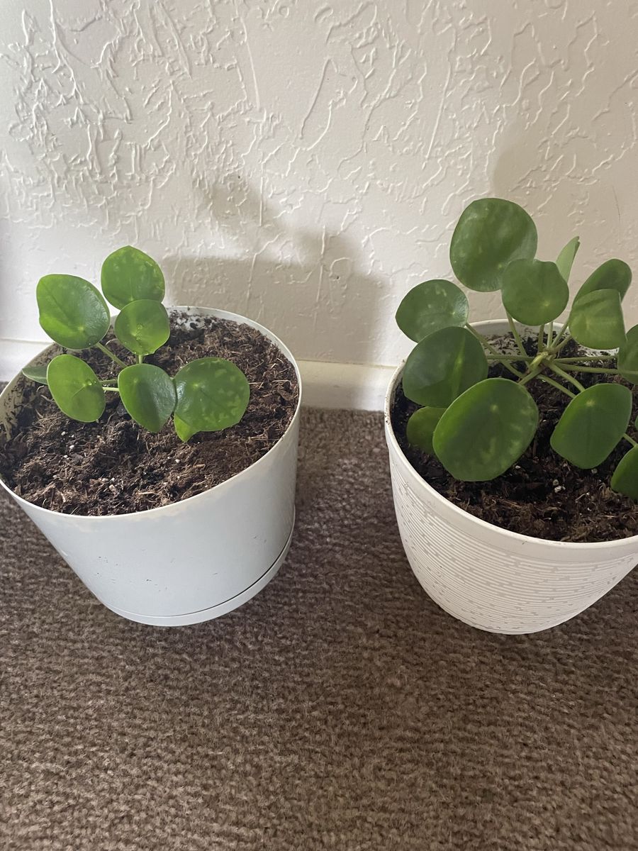Chinese money plant