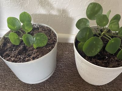 Chinese money plant