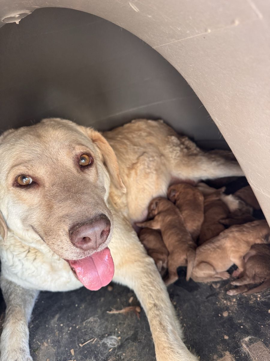 Chesapeake Bay Retriever Puppies