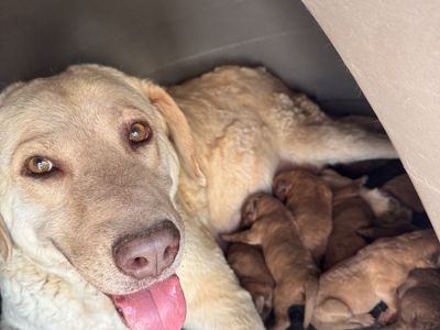 Chesapeake Bay Retriever Puppies