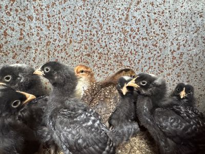 Speckled Sussex And Barred Rock Pullets
