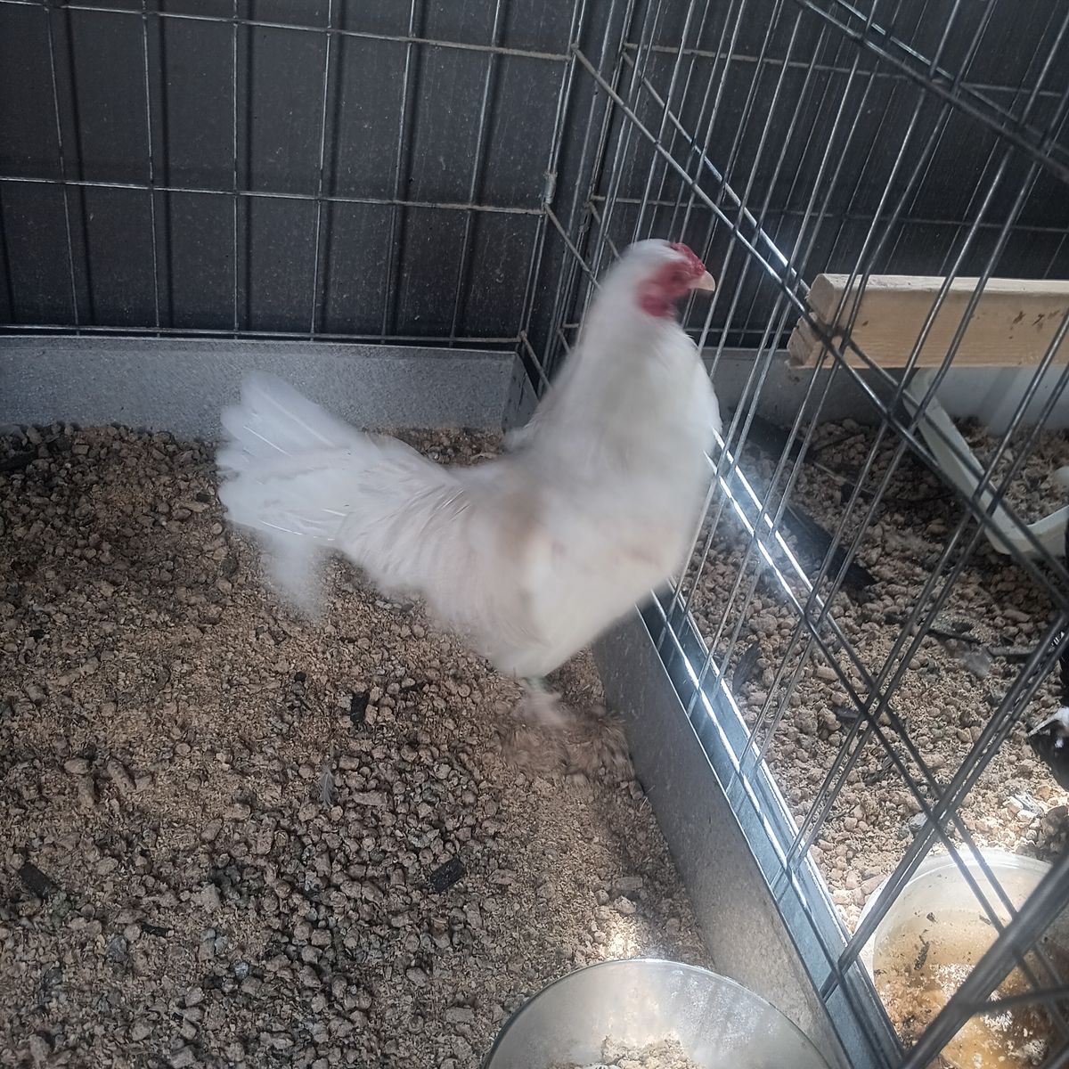 Azteca rooster beautiful colored Azteca white with some light golden color. Asking 45 7 or 8 months old 