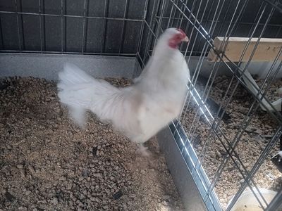 Azteca rooster beautiful colored Azteca white with some light golden color. Asking 45 7 or 8 months old