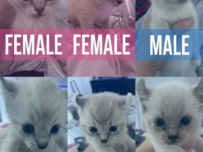 Rare Cherubim Ragdoll & Highlander Lynx Point Mix