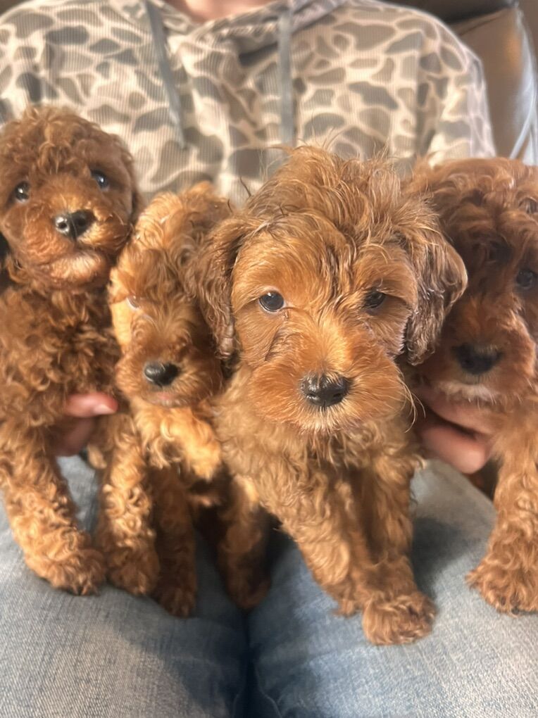 Mini Goldendoodles