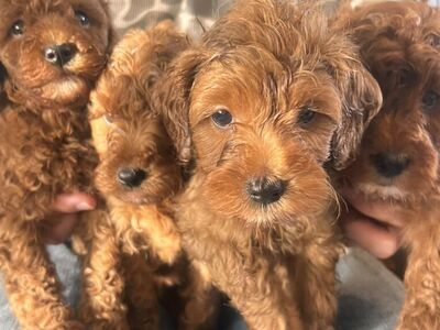 Mini Goldendoodles