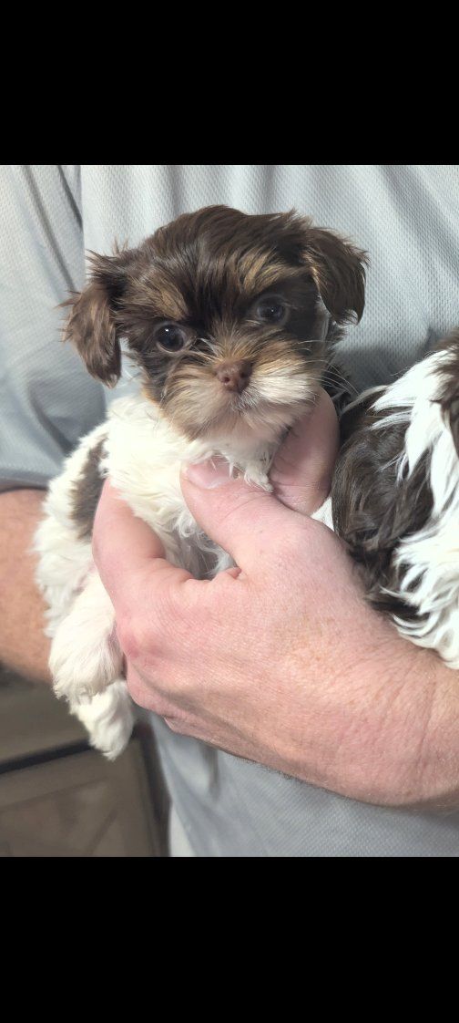 Tea Cup Chocolate Parti Yorkie/Yorkies