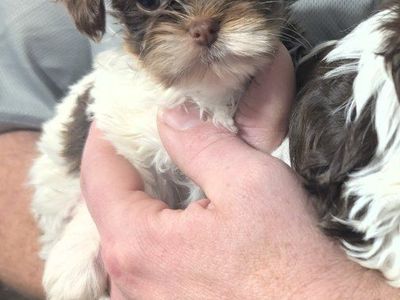 Tea Cup Chocolate Parti Yorkie/Yorkies