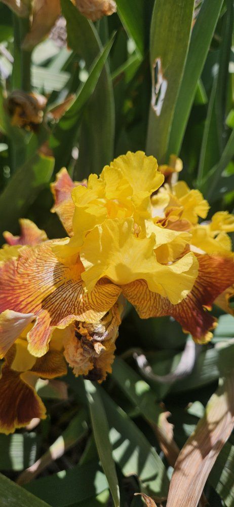 Iris Plants - Assorted Varieties & Colors, Established Rhizomes, Outdoor Garden Ready