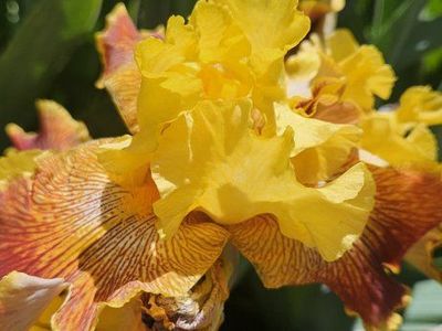Iris Plants - Assorted Varieties & Colors, Established Rhizomes, Outdoor Garden Ready