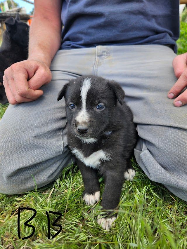 Shepsky Puppies Need New Home
