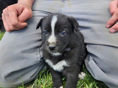 Shepsky Puppies Need New Home