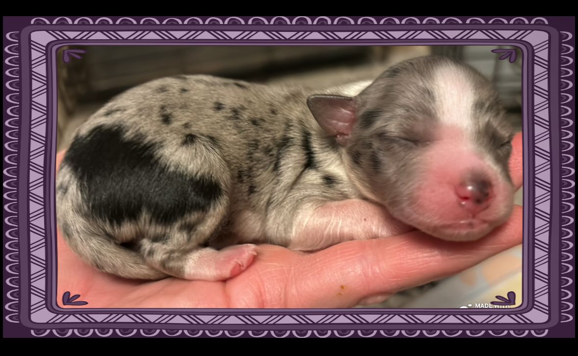 Stunning puppies- Registered Australian Shepherd parent!