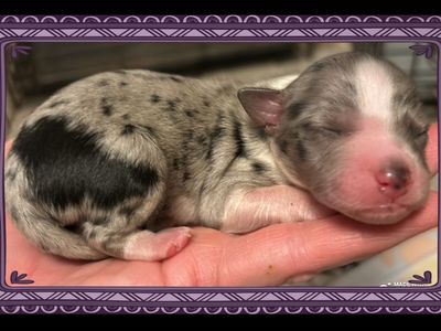 Stunning puppies- Registered Australian Shepherd parent!