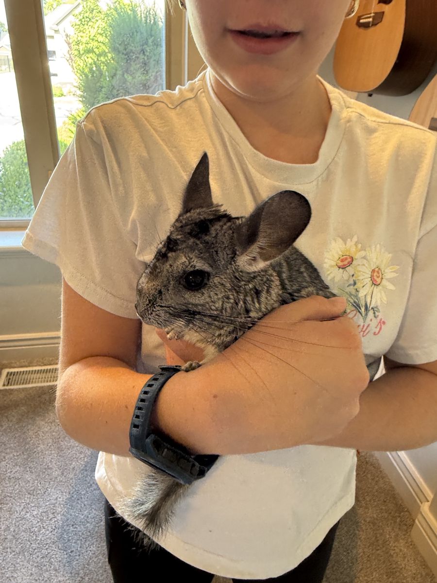 Chinchillas for Sale—Mother and Baby