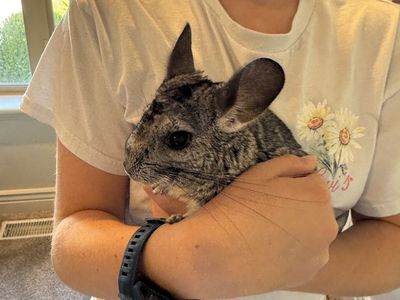 Chinchillas for Sale—Mother and Baby