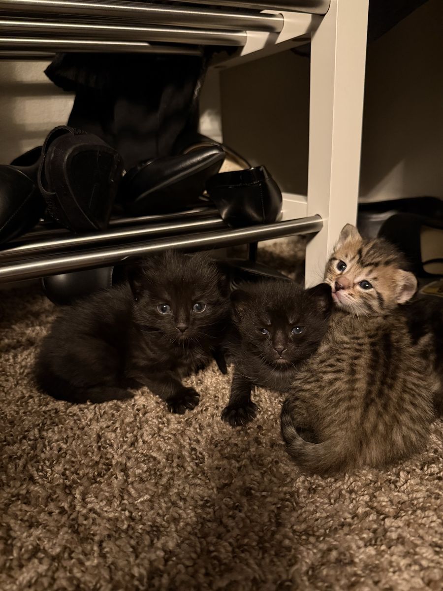 Kittens