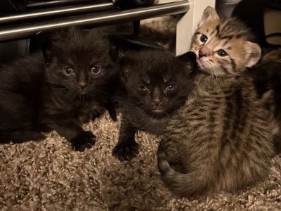 Kittens